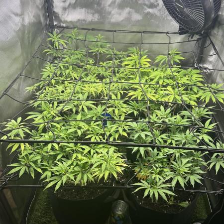 Fruit Spirit ScrOG