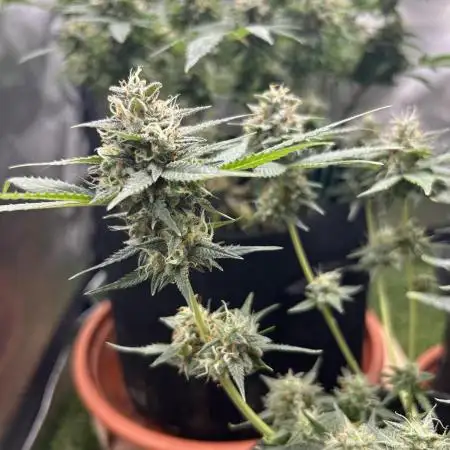 Blueberry Auto fastbuds