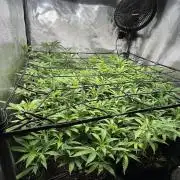 Fruit Spirit ScrOG