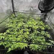 Fruit Spirit ScrOG