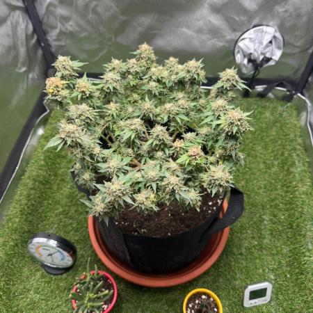 Critical rqs