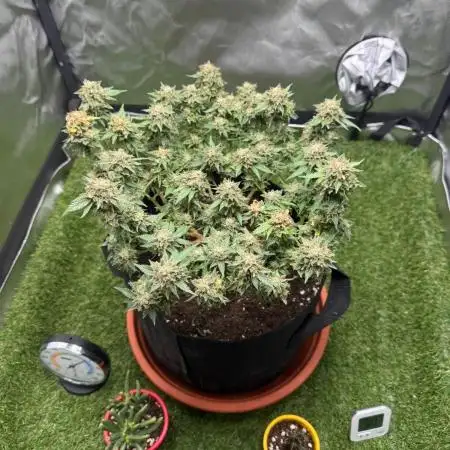 Critical rqs