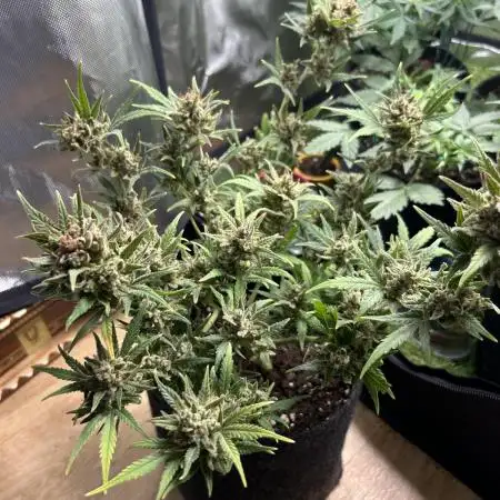 Hulkberry,Wedding-Cake&Black-Lemon Autos