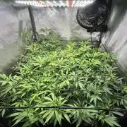 Fruit Spirit ScrOG