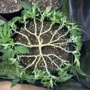 Critical rqs