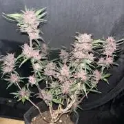 Hulkberry,Wedding-Cake&Black-Lemon Autos