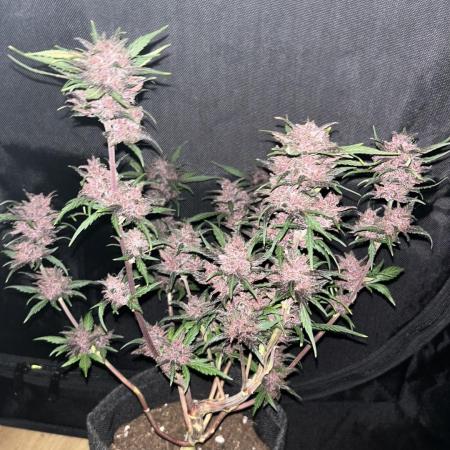 Hulkberry,Wedding-Cake&Black-Lemon Autos