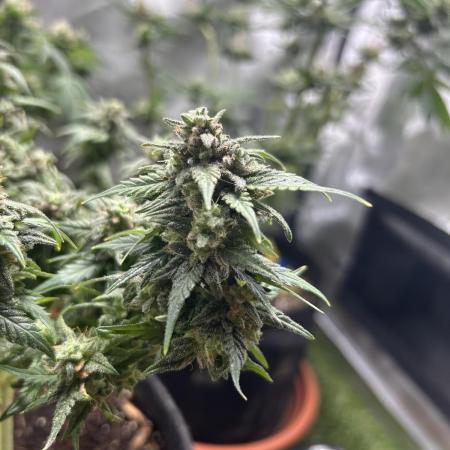 Do-Si-Dos Auto rqs