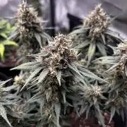 Autoflower Run