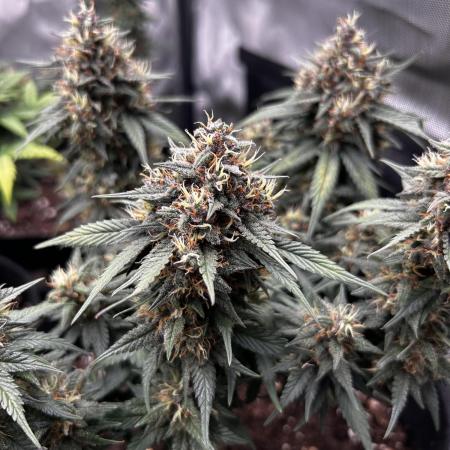 Autoflower Run