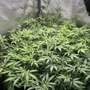 Fruit Spirit ScrOG