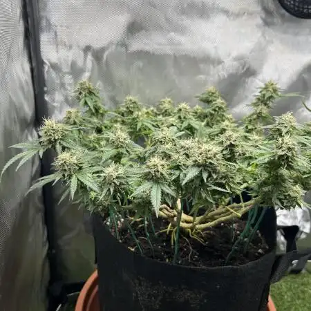 Critical rqs