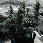 Grow 7.3 Kannabia | Mexican Sativa Fem.