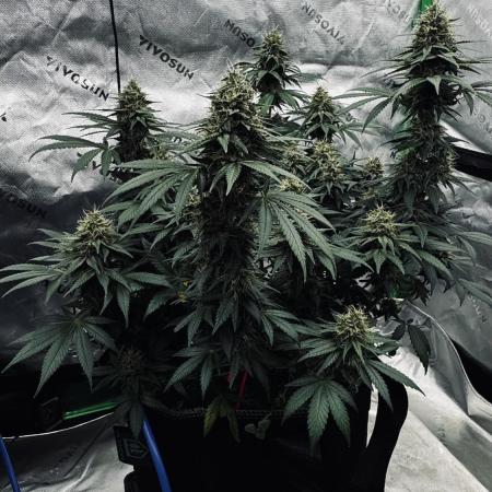 Grow 7.3 Kannabia | Mexican Sativa Fem.
