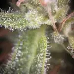 Grow 3.3 | Fast Buds | Gorilla Strawberry Auto | windowsill