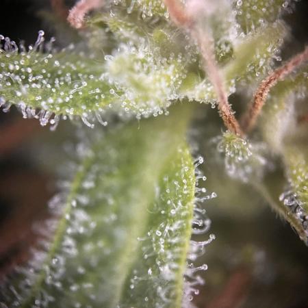 Grow 3.3 | Fast Buds | Gorilla Strawberry Auto | windowsill