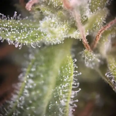Grow 3.3 | Fast Buds | Gorilla Strawberry Auto | windowsill