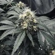 Grow 7.1  | Doctors Choice | DC Kush