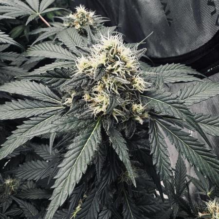 Grow 7.1  | Doctors Choice | DC Kush