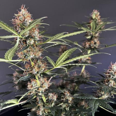 Grow 5.2 | Divine Seeds Auto Black Opium