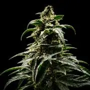 Fast Buds CBD Auto 20:1