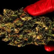Grow 7.1  | Doctors Choice | DC Kush