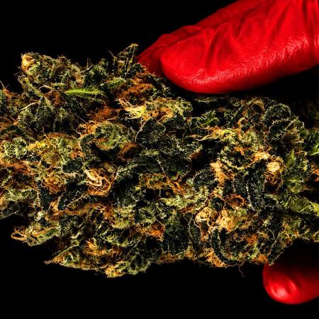 Grow 7.1  | Doctors Choice | DC Kush