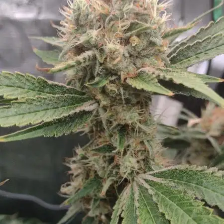 Grow | 3.4 | Zamnesia | Ice Cream Cake