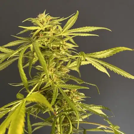 Grow 3.3 | Fast Buds | Gorilla Strawberry Auto | windowsill
