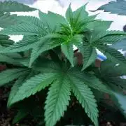 Grow 6.3 | Mendo Dope Farms | Skoochie