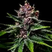 Grow 5.4 | Zamnesia | Purple Urkle