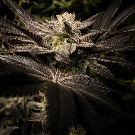 Grow 6.2 | Doctors Choice | Black Mamba