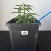 8 Delicious Seeds | Deep Mandarine