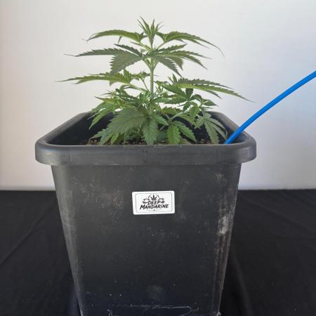 8 Delicious Seeds | Deep Mandarine
