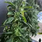 Grow 3.2 | Terpyz | Blueberry Lime Kush AD