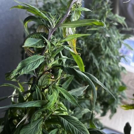 Grow 3.2 | Terpyz | Blueberry Lime Kush AD