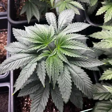 Grow 5.5 | Humboldt | Vanilla Frosting