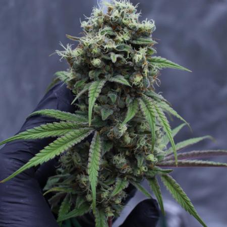 Grow 4.1 | Humboldt | California Haze