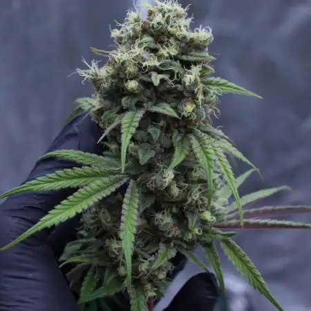 Grow 4.1 | Humboldt | California Haze