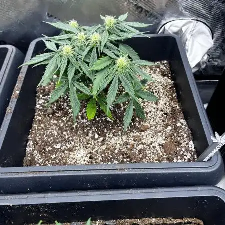GROW | 5.1 | Divine Seeds Auto Moon Rock