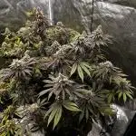 Grow 3.1 | Zamnesia | Skywalker OG