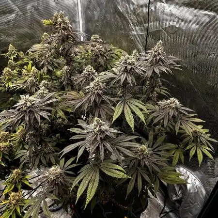 Grow 3.1 | Zamnesia | Skywalker OG