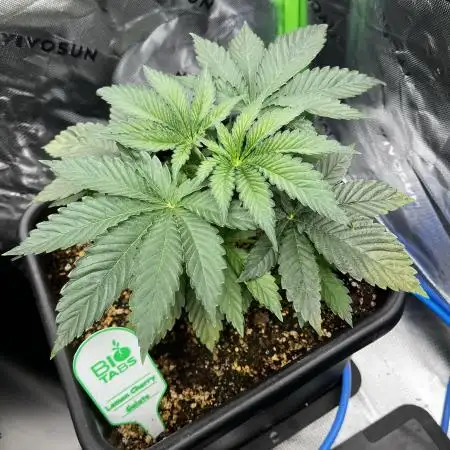 Grow 5.3| Zamnesia | Lemon Cherry Gelato