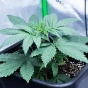 Grow 6.3 | Mendo Dope Farms | Skoochie