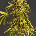 Grow 3.3 | Fast Buds | Gorilla Strawberry Auto | windowsill