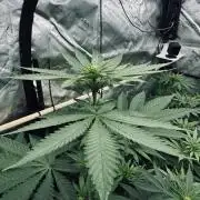 8 |  Serious Seeds | Beta Pink Kalimist