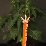 GROW 5.0 | Divine Seeds Auto Big Demon