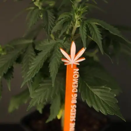 GROW 5.0 | Divine Seeds Auto Big Demon