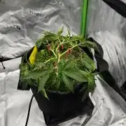 Grow 7.3 Kannabia | Mexican Sativa Fem.
