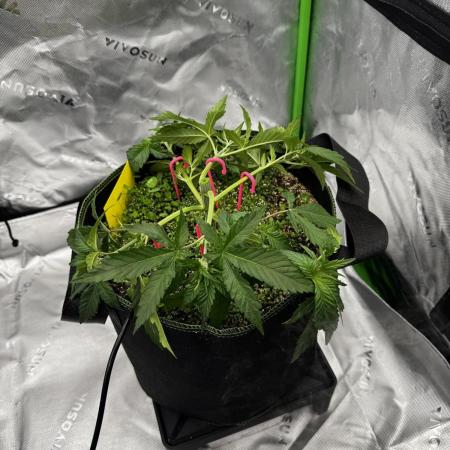 Grow 7.3 Kannabia | Mexican Sativa Fem.